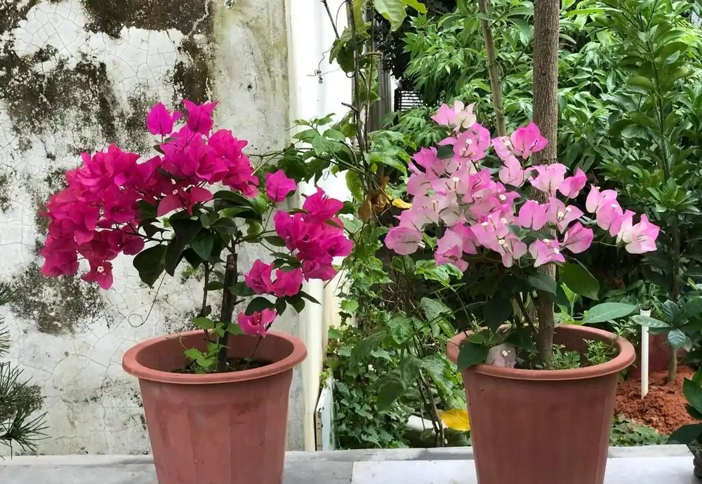 立春後,建議「富養」11種花,餵飽、喝足才能「撒花長」