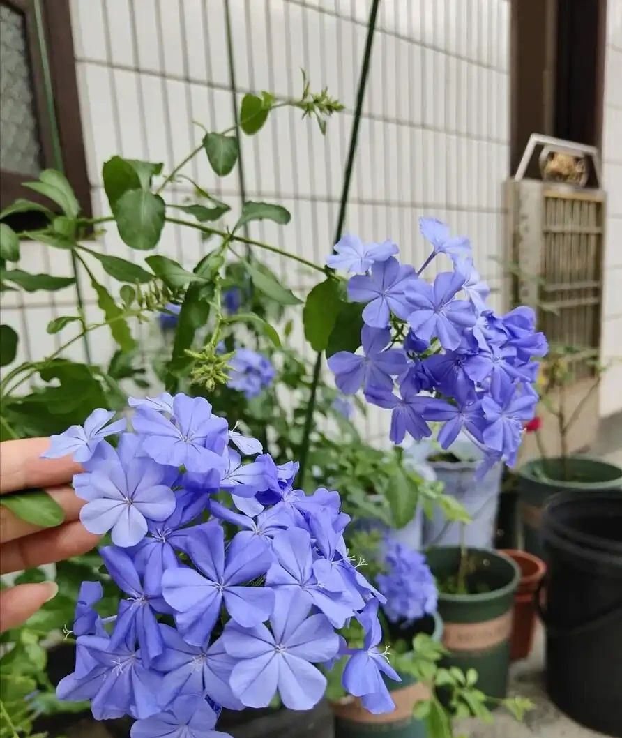 立春後,建議「富養」11種花,餵飽、喝足才能「撒花長」