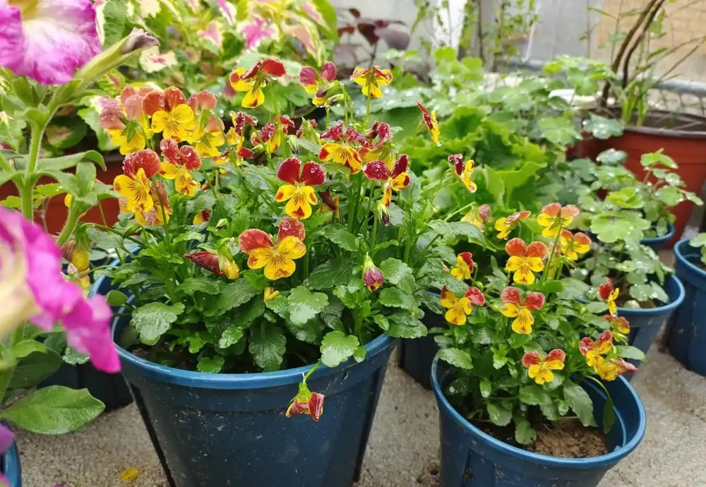 這幾種花年前年後持續在開花，容易打理，花量多多！