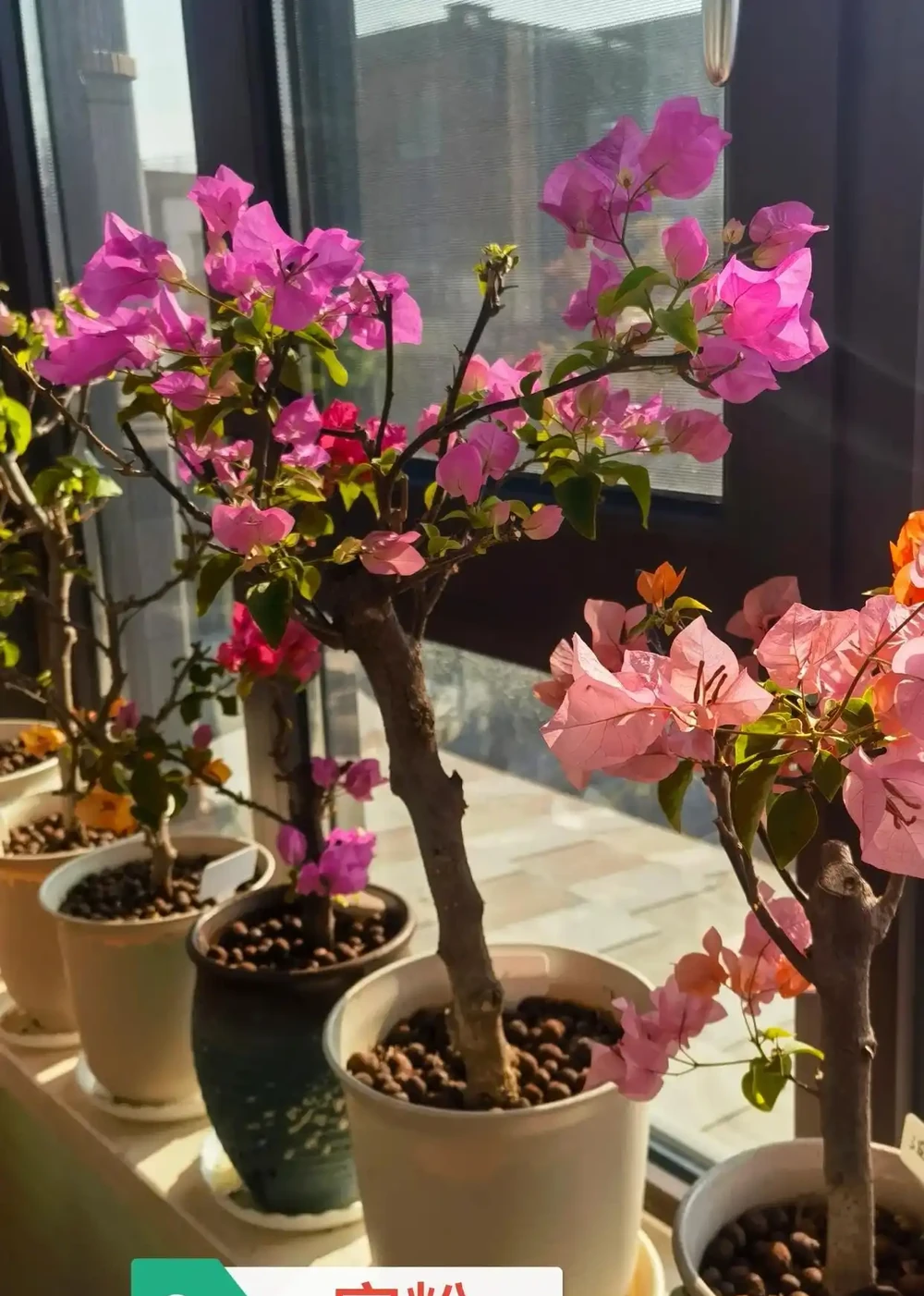 立春後,建議「富養」11種花,餵飽、喝足才能「撒花長」