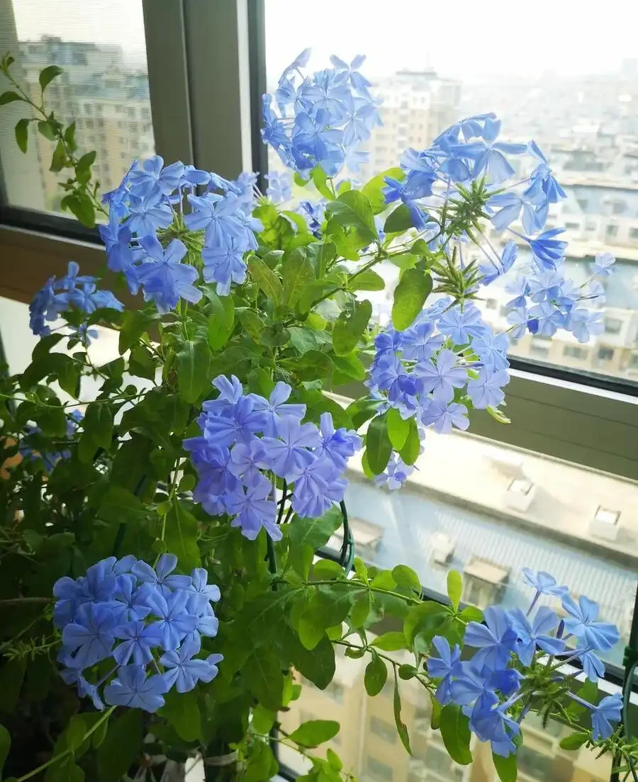 立春後,建議「富養」11種花,餵飽、喝足才能「撒花長」