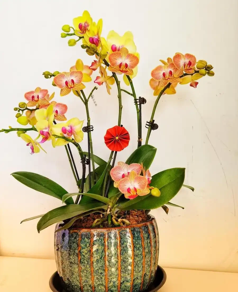 立春後,建議「富養」11種花,餵飽、喝足才能「撒花長」