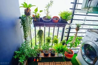 立春後，建議「富養」11種花，餵飽、喝足才能「撒花長」