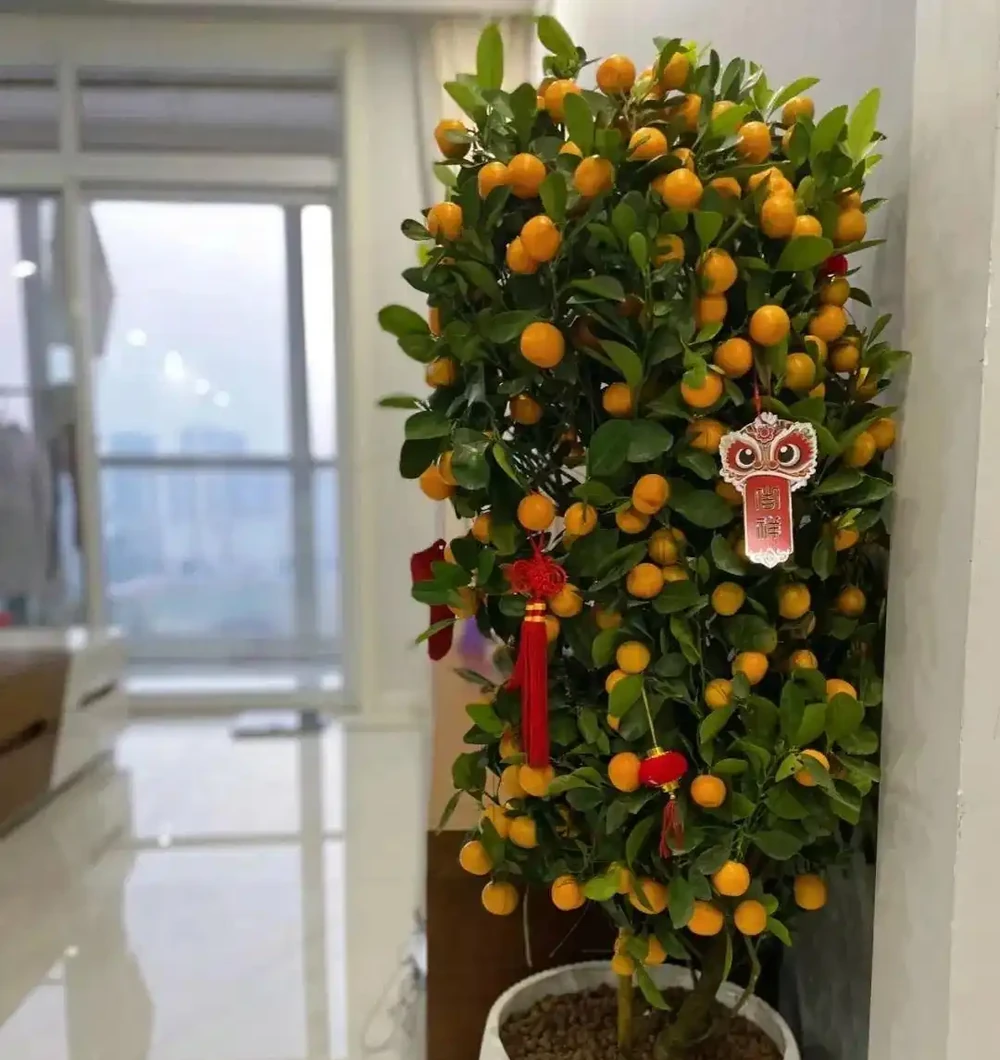 3種「招財花」,家中養1盆,喜慶又旺家!