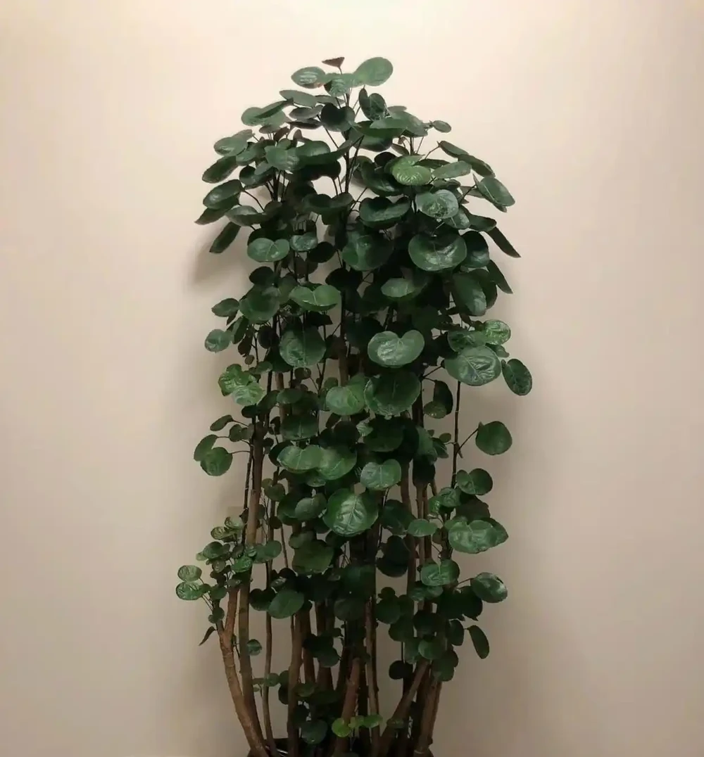 3種「招財花」,家中養1盆,喜慶又旺家!