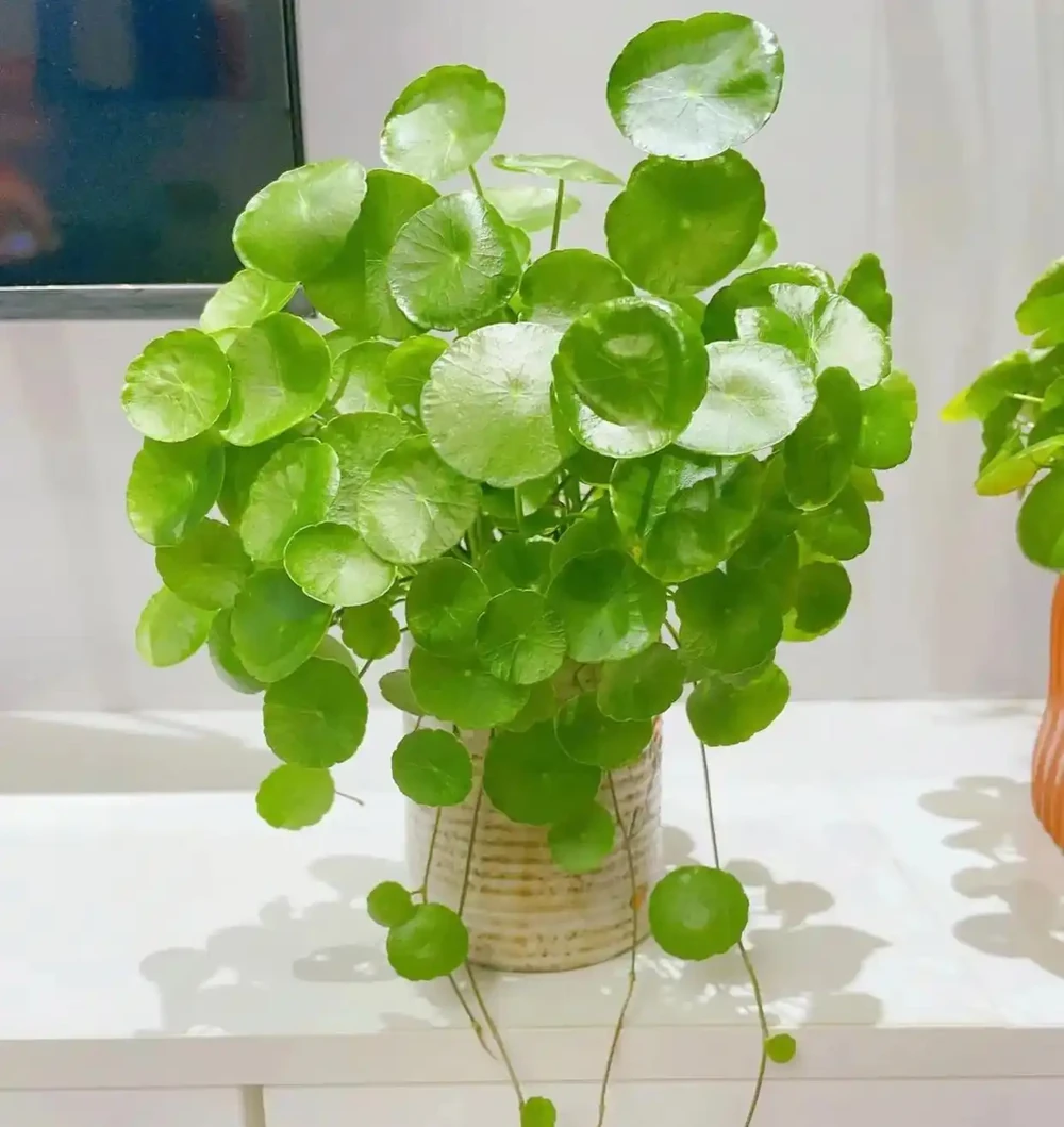 3種「招財花」,家中養1盆,喜慶又旺家!