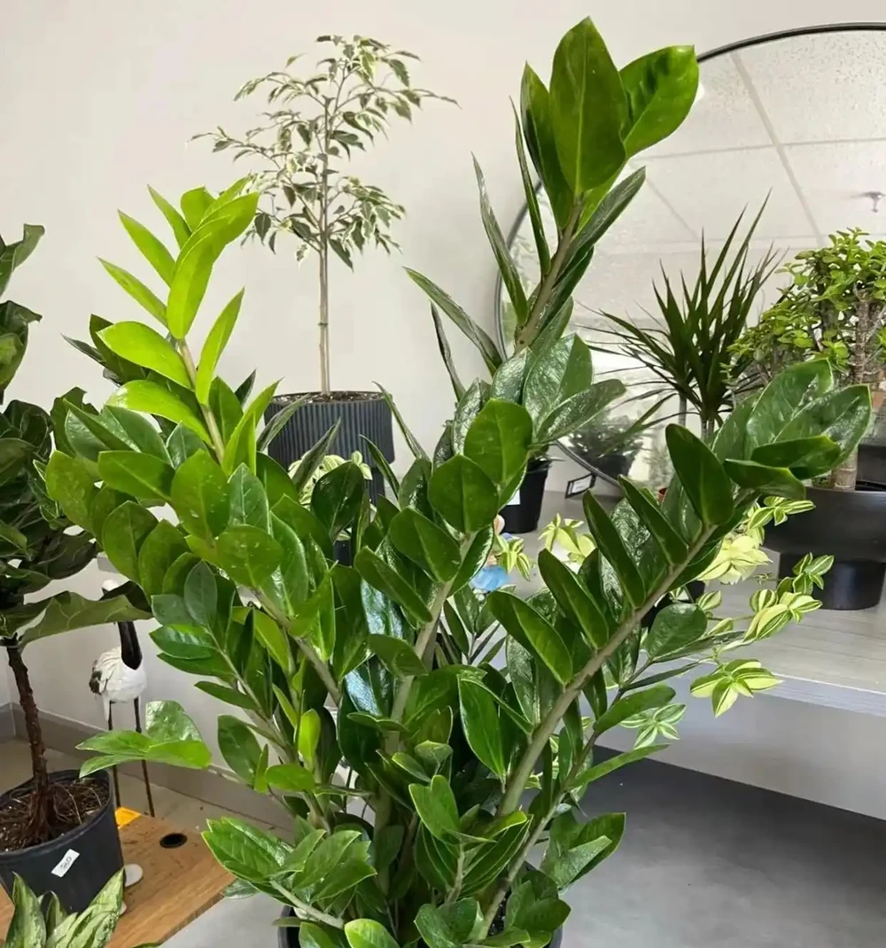 3種「招財花」,家中養1盆,喜慶又旺家!