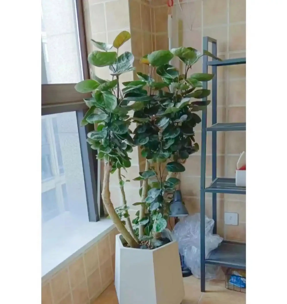 3種「招財花」,家中養1盆,喜慶又旺家!