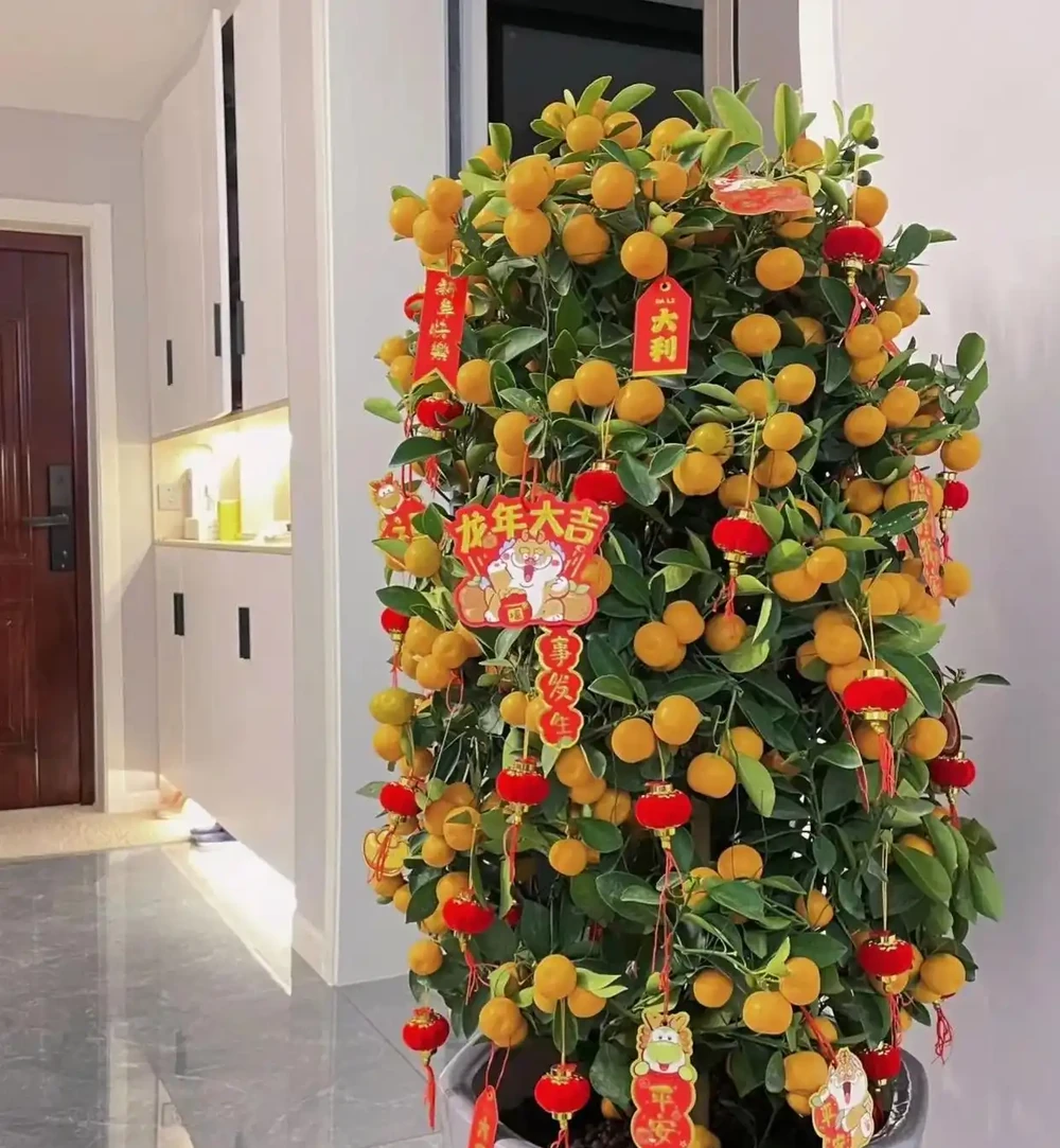 3種「招財花」,家中養1盆,喜慶又旺家!