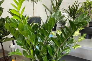 3種「招財花」，家中養1盆，喜慶又旺家！
