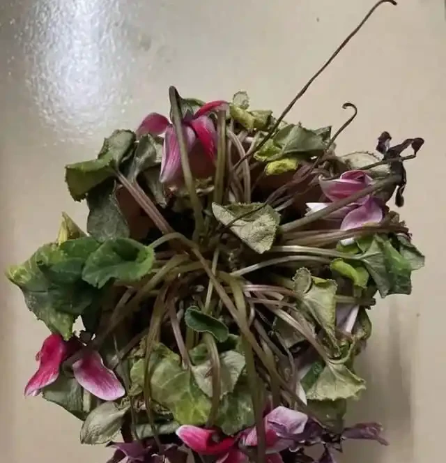 兔耳花萎蔫了怎麼辦？有什麼補救方法？