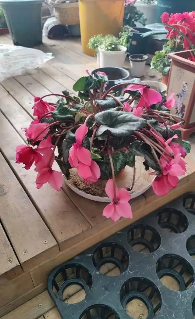 兔耳花萎蔫了怎麼辦?有什麼補救方法?