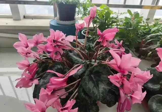兔耳花萎蔫了怎麼辦?有什麼補救方法?