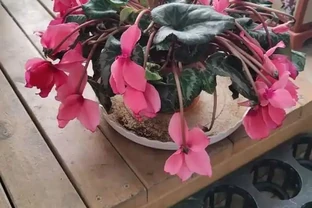 兔耳花萎蔫了怎麼辦？有什麼補救方法？
