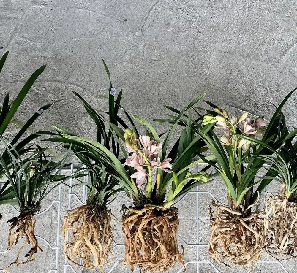 蘭花用什麼土栽培最好