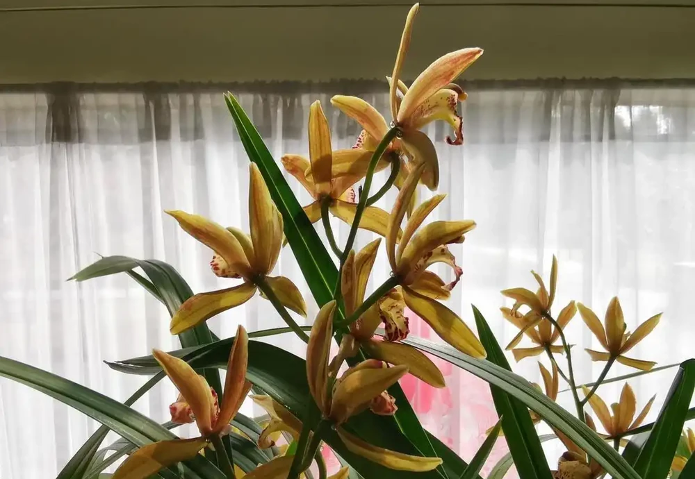 蘭花用什麼土栽培最好