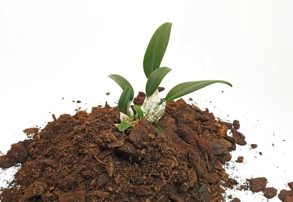蘭花用什麼土栽培最好