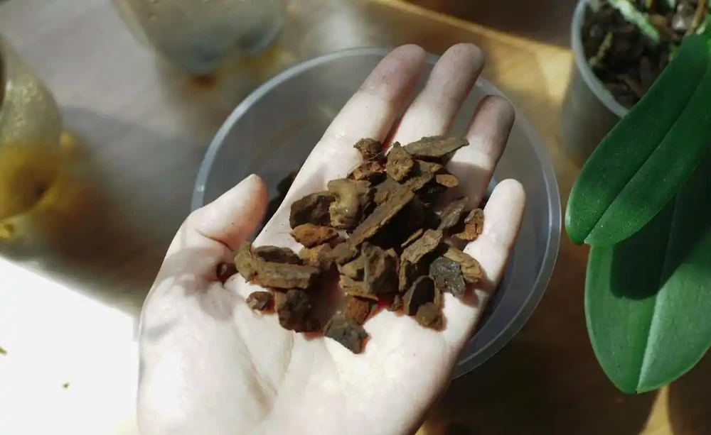蘭花用什麼土栽培最好
