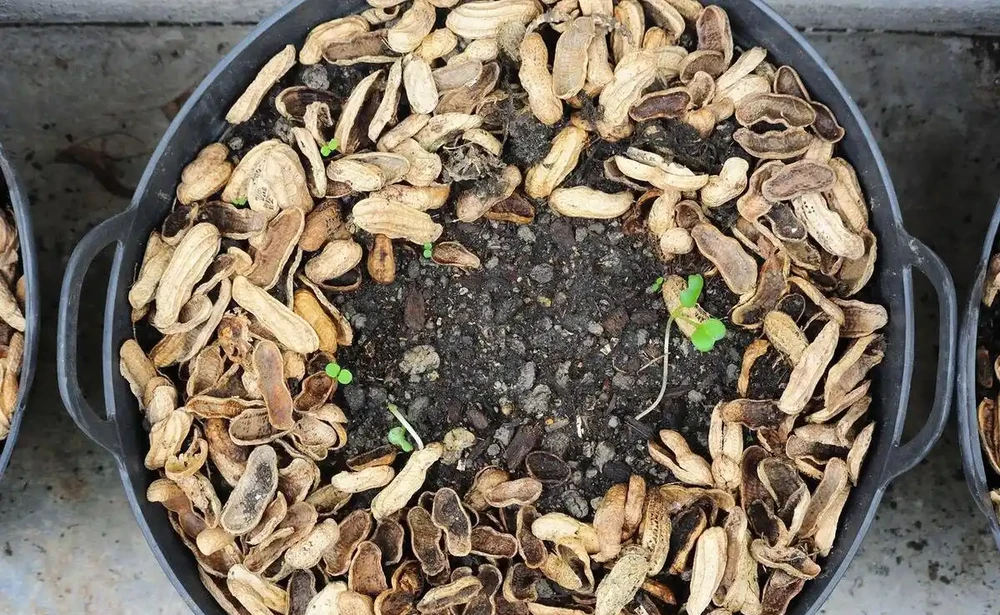 蘭花用什麼土栽培最好