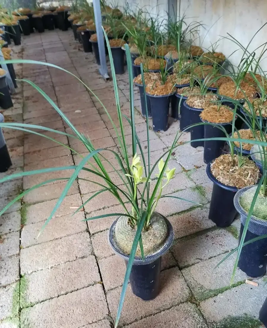 蘭花用什麼土栽培最好