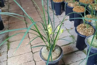 蘭花用什麼土栽培最好