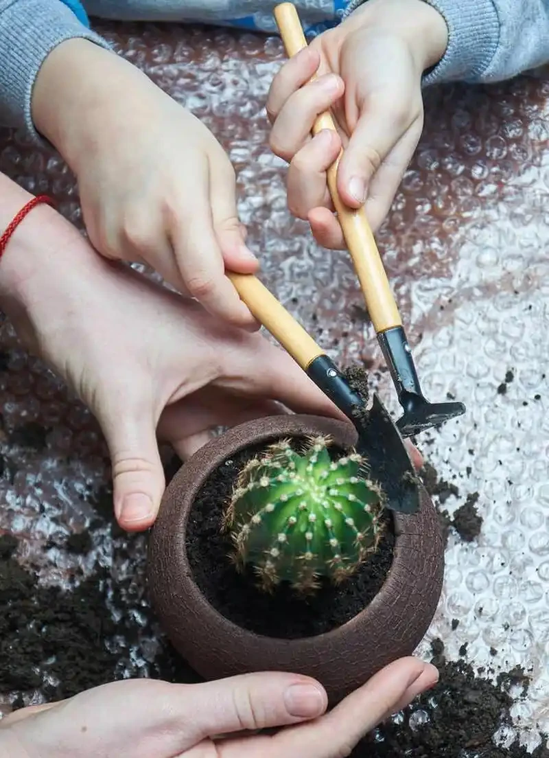 仙人掌換盆的注意事項