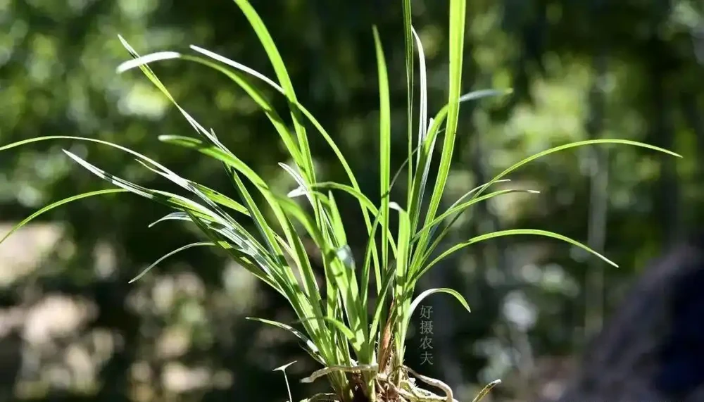 蘭花葉片為什麼有黑點?一針見血說出原因,可以這樣防治