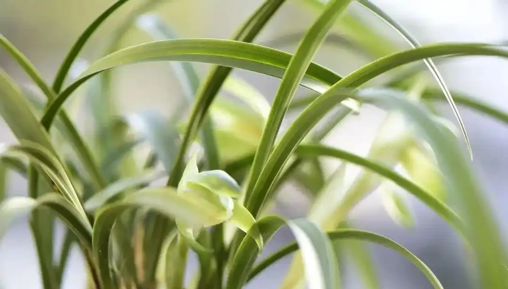 蘭花葉片為什麼有黑點?一針見血說出原因,可以這樣防治