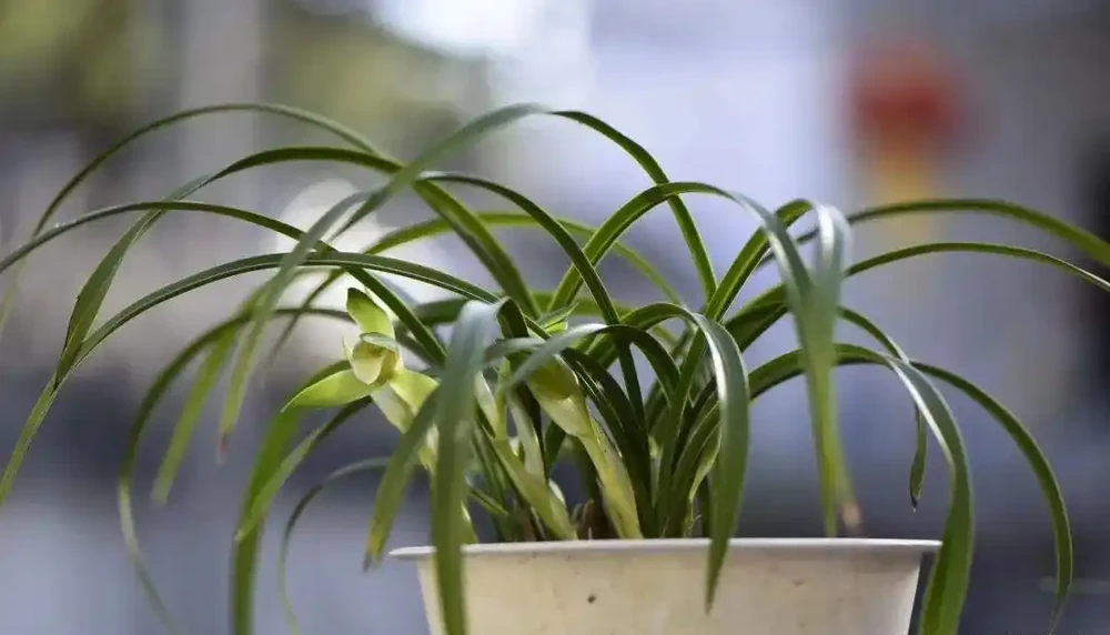 蘭花葉片為什麼有黑點?一針見血說出原因,可以這樣防治