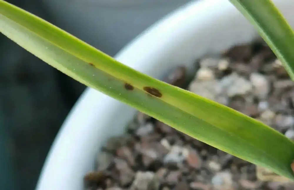 蘭花葉片為什麼有黑點?一針見血說出原因,可以這樣防治