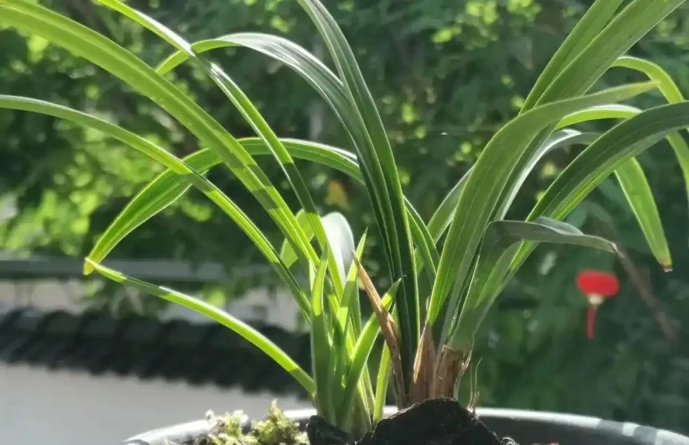 蘭花葉片為什麼有黑點?一針見血說出原因,可以這樣防治