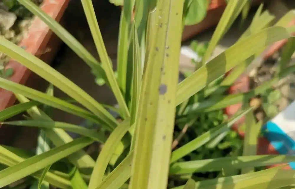 蘭花葉片為什麼有黑點?一針見血說出原因,可以這樣防治