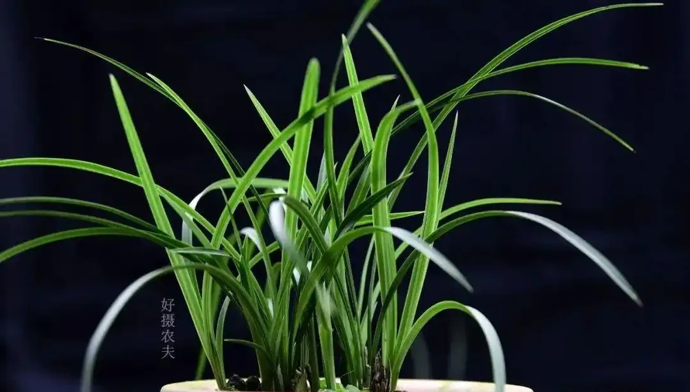 蘭花葉片為什麼有黑點?一針見血說出原因,可以這樣防治