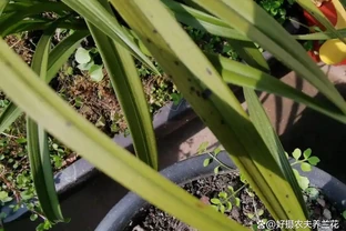 蘭花葉片為什麼有黑點？一針見血說出原因，可以這樣防治