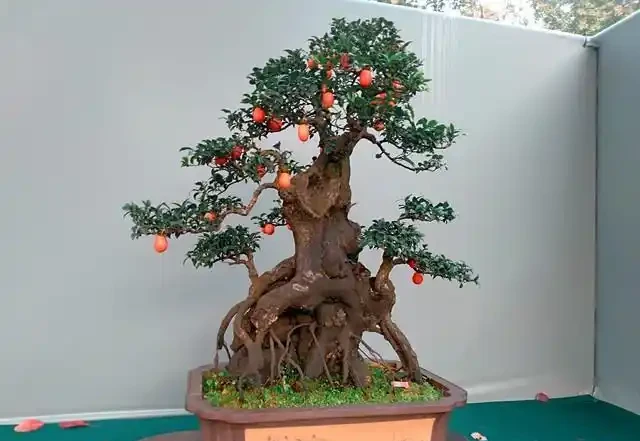 金彈子盆景有效施秋肥，確保來年保花保果