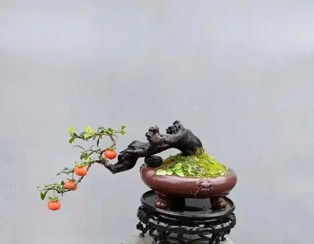 金彈子盆景有效施秋肥，確保來年保花保果