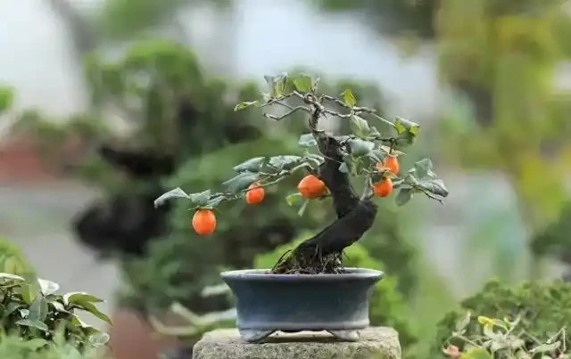 金彈子盆景有效施秋肥，確保來年保花保果