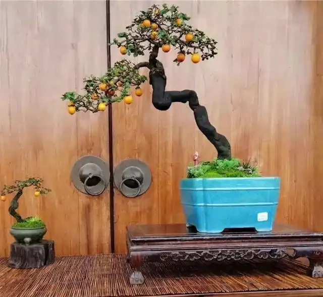 金彈子盆景有效施秋肥，確保來年保花保果
