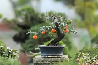 金彈子盆景有效施秋肥，確保來年保花保果
