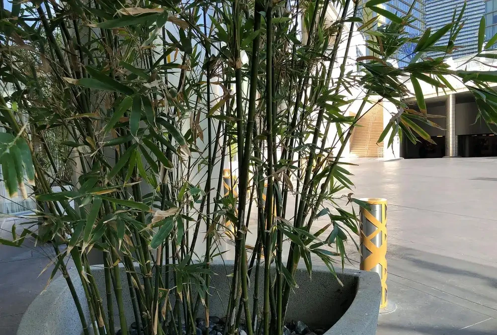 竹子室內養,葉子黃了咋辦?全方位解析與實操錦囊