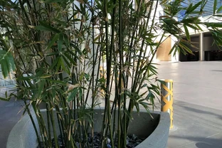 竹子室內養，葉子黃了咋辦？全方位解析與實操錦囊