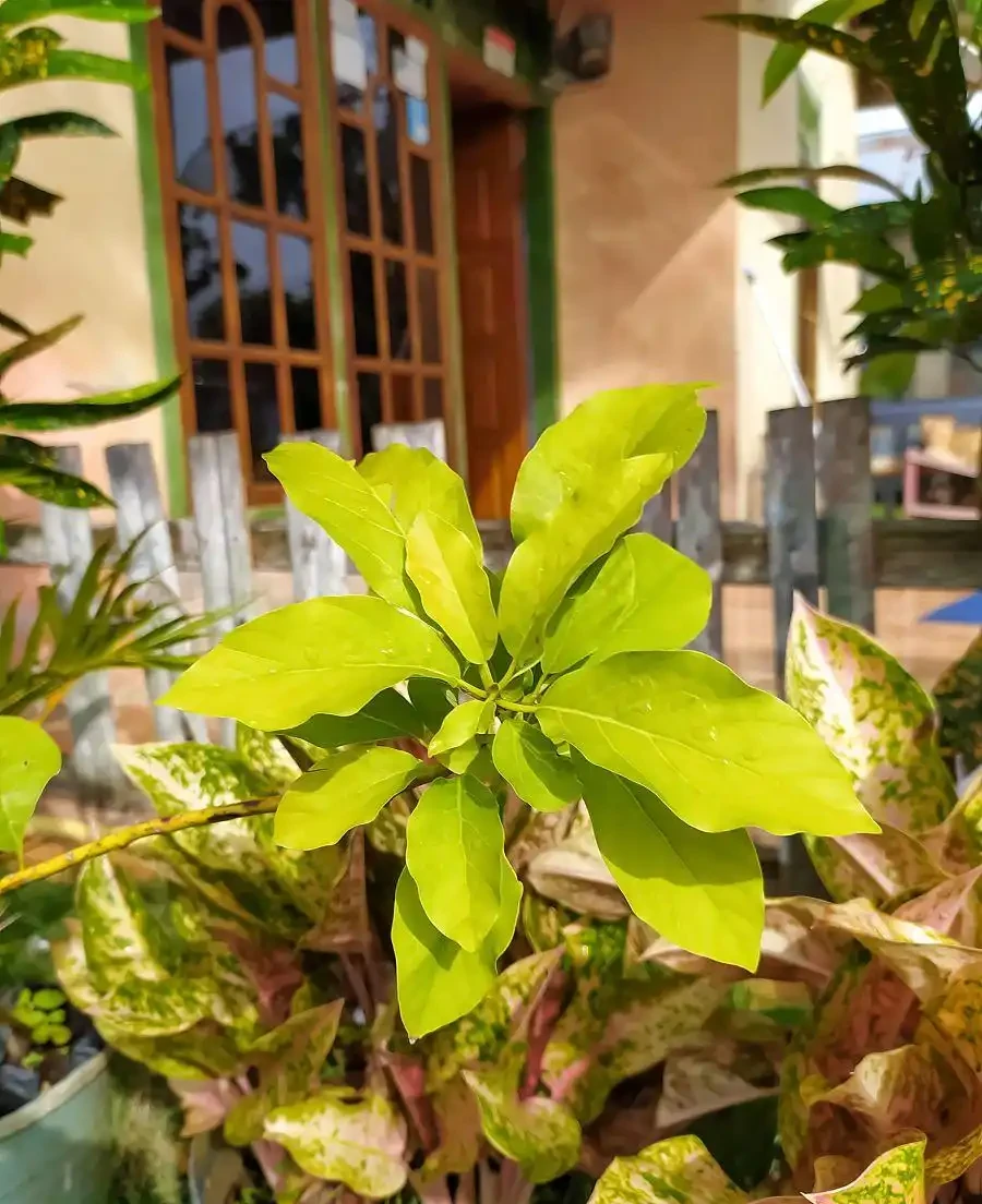 植物葉子發黃,到底缺了啥「營養」?細說植物黃化原因與補救良策