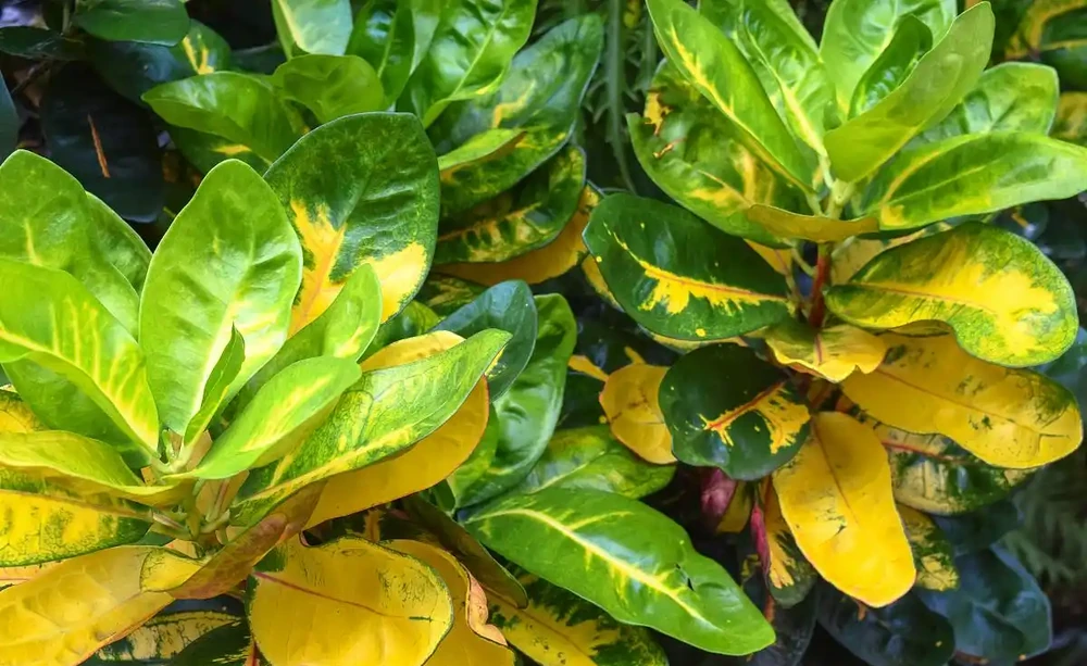 植物葉子發黃,到底缺了啥「營養」?細說植物黃化原因與補救良策