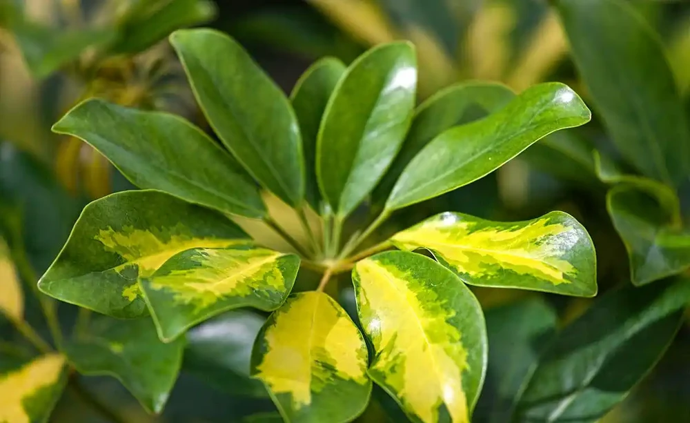 植物葉子發黃,到底缺了啥「營養」?細說植物黃化原因與補救良策