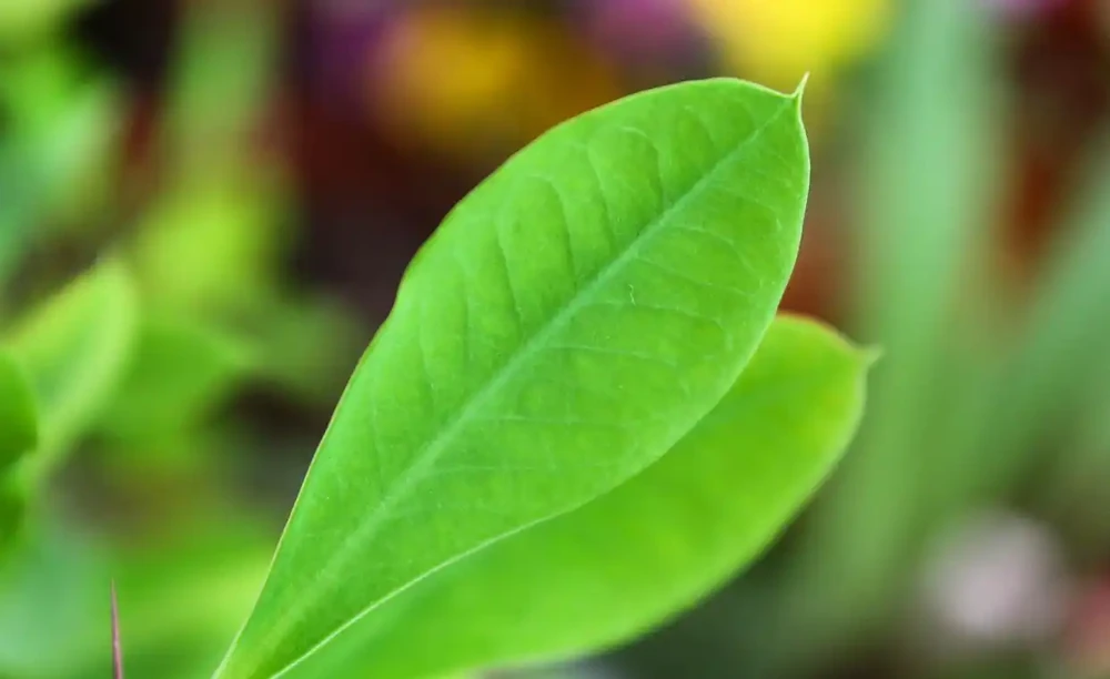 植物葉子發黃,到底缺了啥「營養」?細說植物黃化原因與補救良策