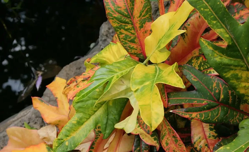 植物葉子發黃,到底缺了啥「營養」?細說植物黃化原因與補救良策
