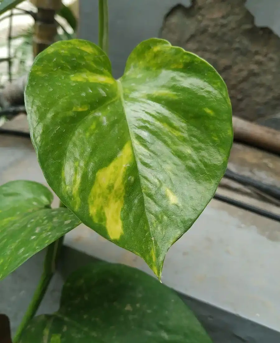 植物葉子發黃,到底缺了啥「營養」?細說植物黃化原因與補救良策