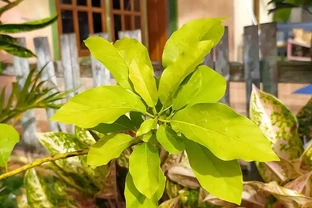 植物葉子發黃，到底缺了啥「營養」？細說植物黃化原因與補救良策
