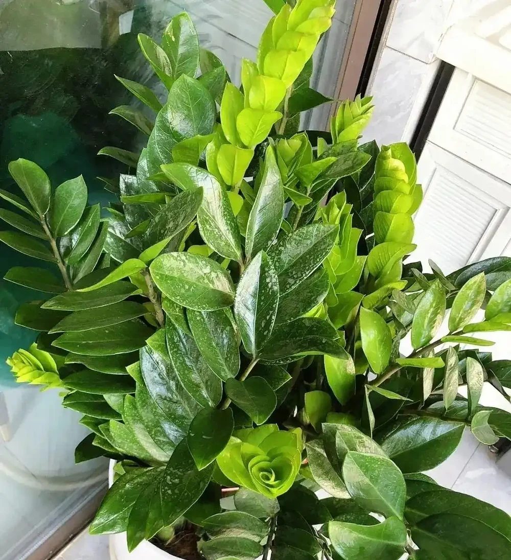 養雪鐵芋，盆裡埋上2塊它，小芽擠滿一大盆
