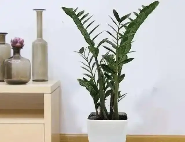 養雪鐵芋，盆裡埋上2塊它，小芽擠滿一大盆
